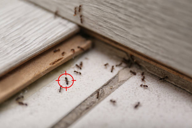 Best Spider Control Near Me  in Athens, AL