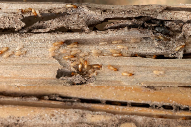 Best Termite Control Services  in Athens, AL